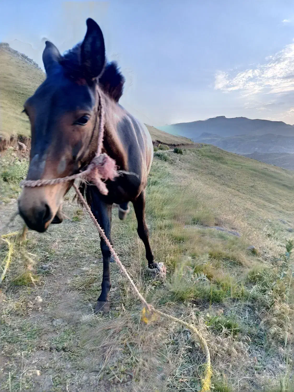 قاطر مایه ۲ساله|حیوانات مزرعه|اردبیل, |دیوار