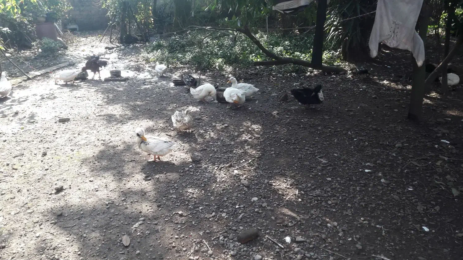 ا ردک|حیوانات مزرعه|رشت, خبرنگار|دیوار