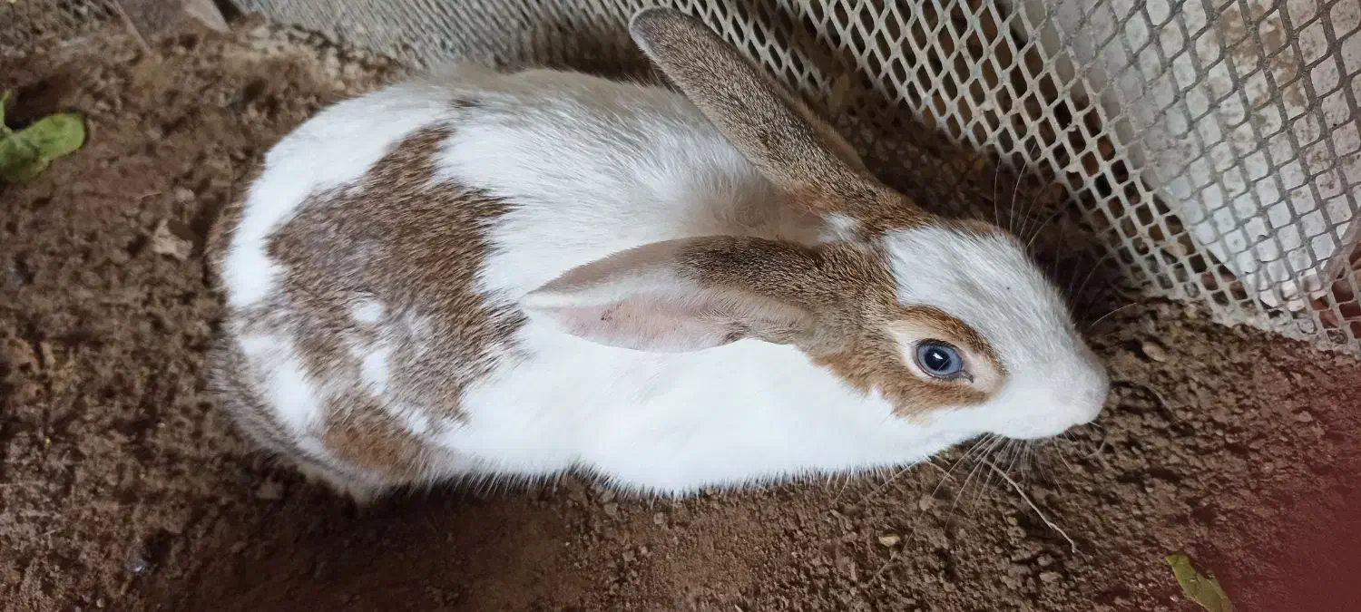 خرگوش ها سالم و سرحال|موش و خرگوش|بوشهر, |دیوار