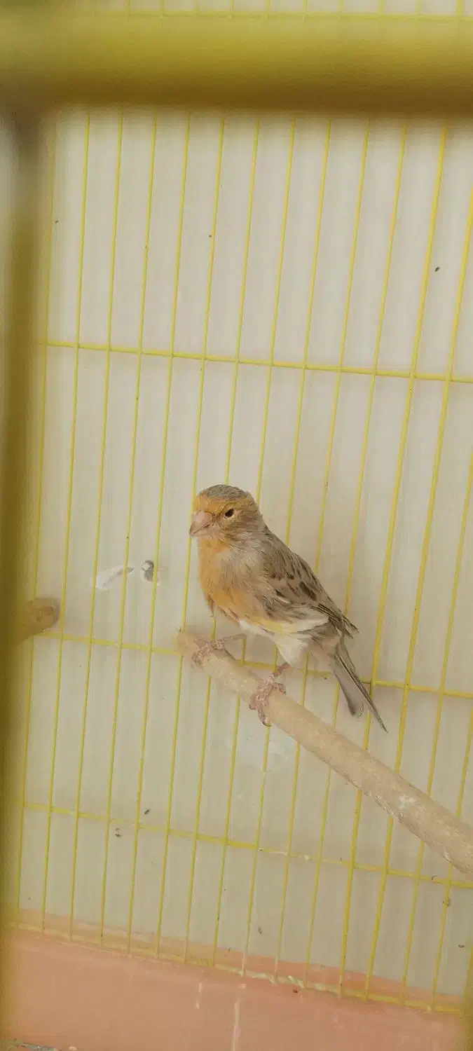 ماده قناری|پرنده|خمینی‌شهر, |دیوار