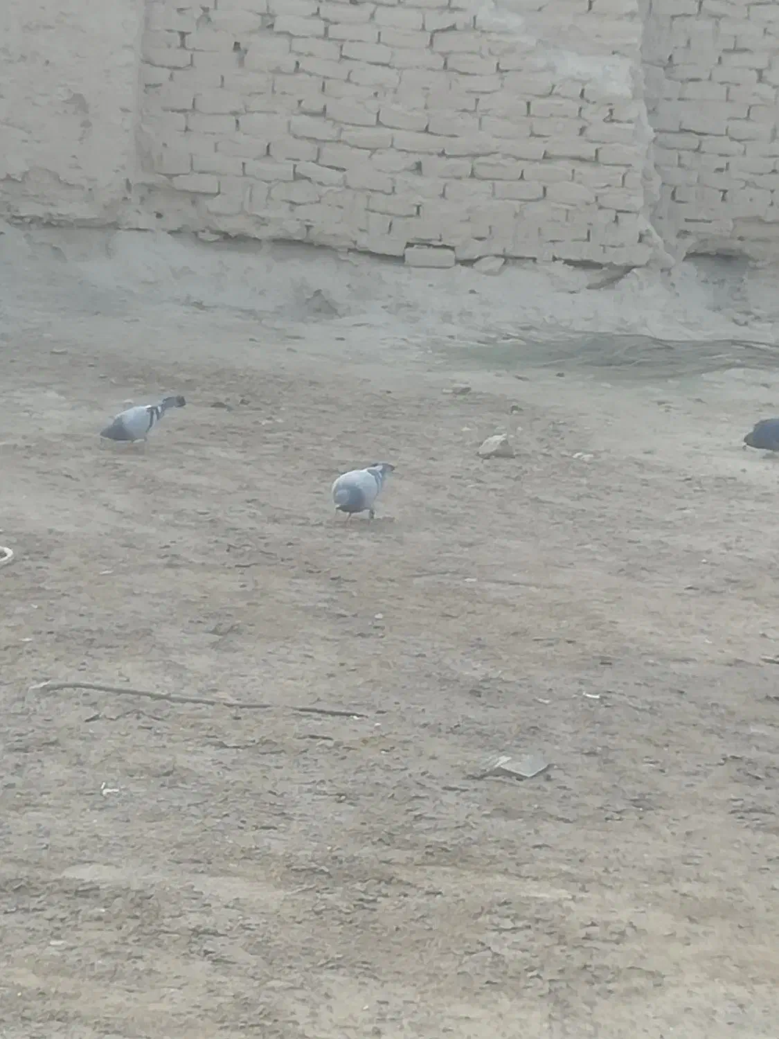 6کبوتر از یک نسل معاوضه با 5 کفتر.. 6تاکفتر زمانتی|پرنده|زابل, |دیوار