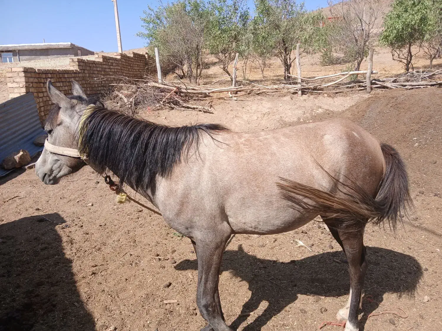 اسب مادیان|اسب و تجهیزات اسب‌سواری|ابهر, |دیوار