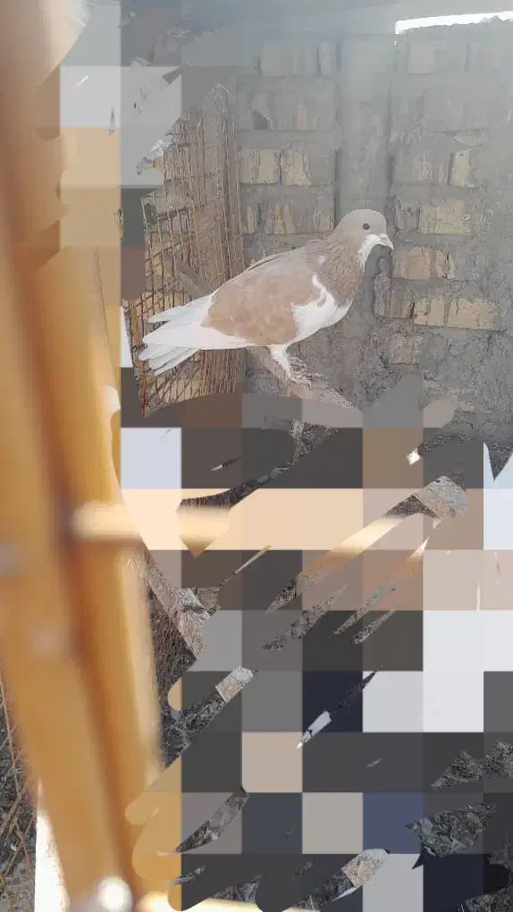 کبوتریال زرد|پرنده|شیراز, شهرک ترکان|دیوار