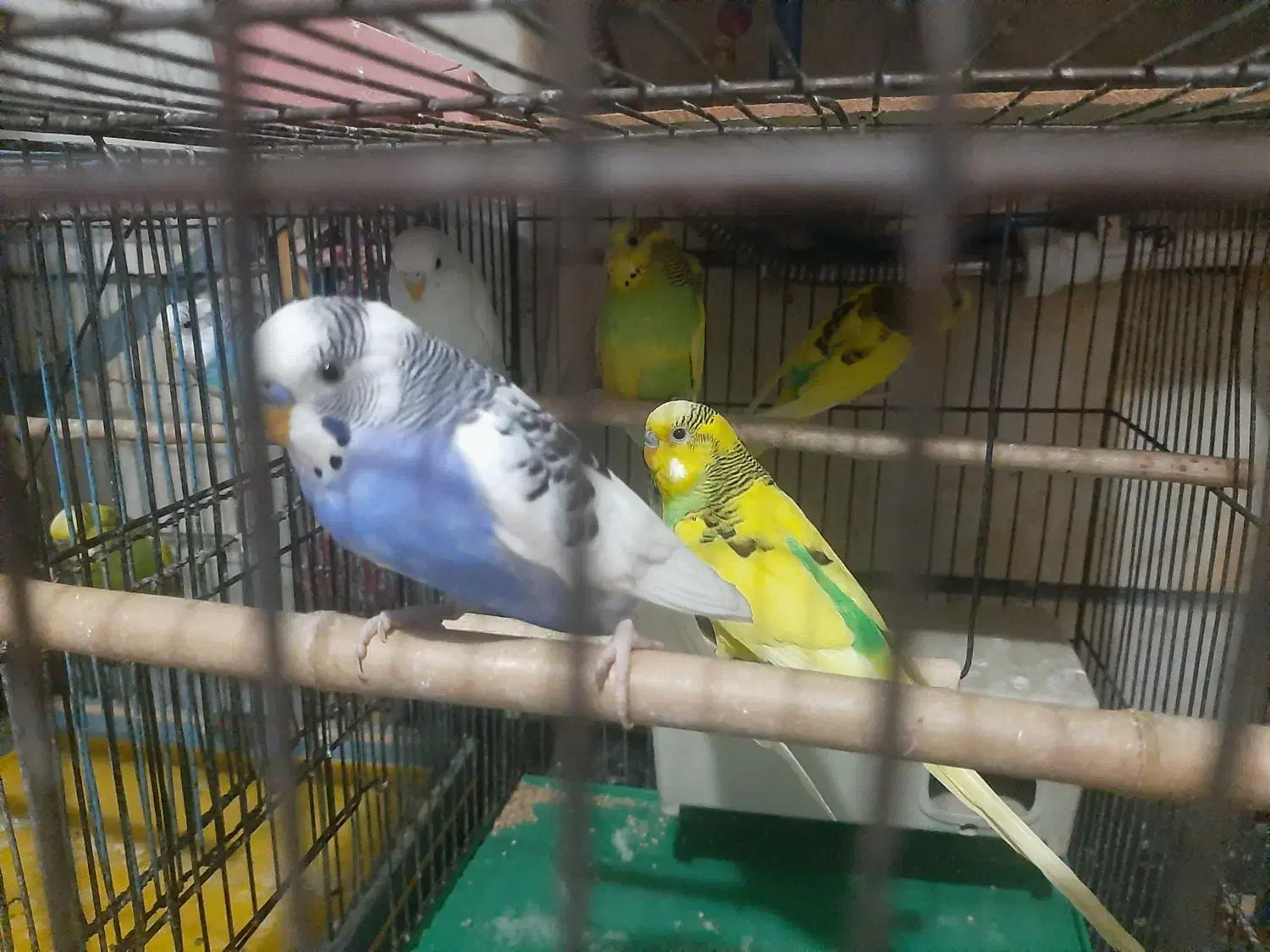 یک جفت مرغ عشق|پرنده|تهران, خانیآباد|دیوار