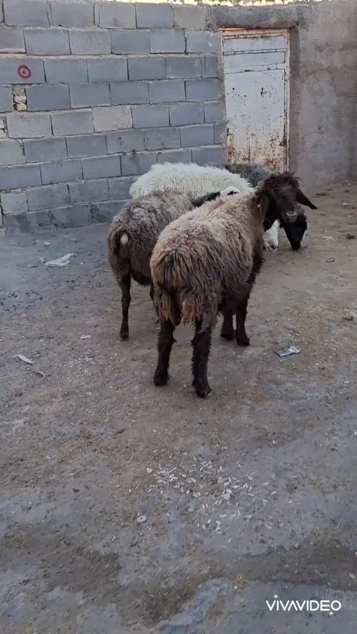 فروش ۴راس میش ابستن|حیوانات مزرعه|شیراز, گلشن|دیوار