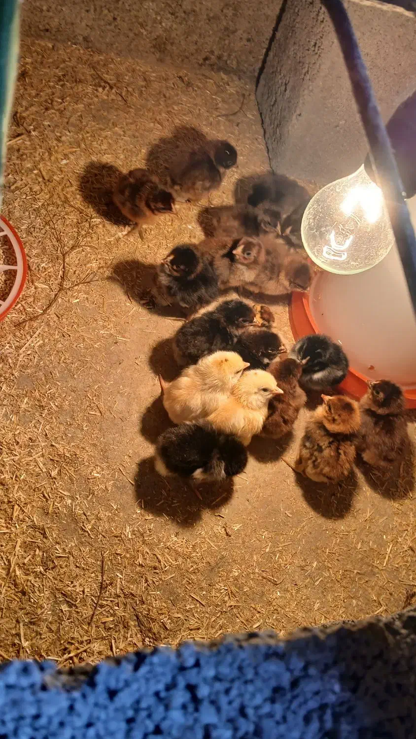 فروش جوجه لاری|حیوانات مزرعه|گمیشان, |دیوار