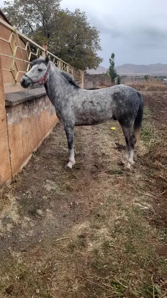 اسب نریان|اسب و تجهیزات اسب‌سواری|ارومیه, |دیوار