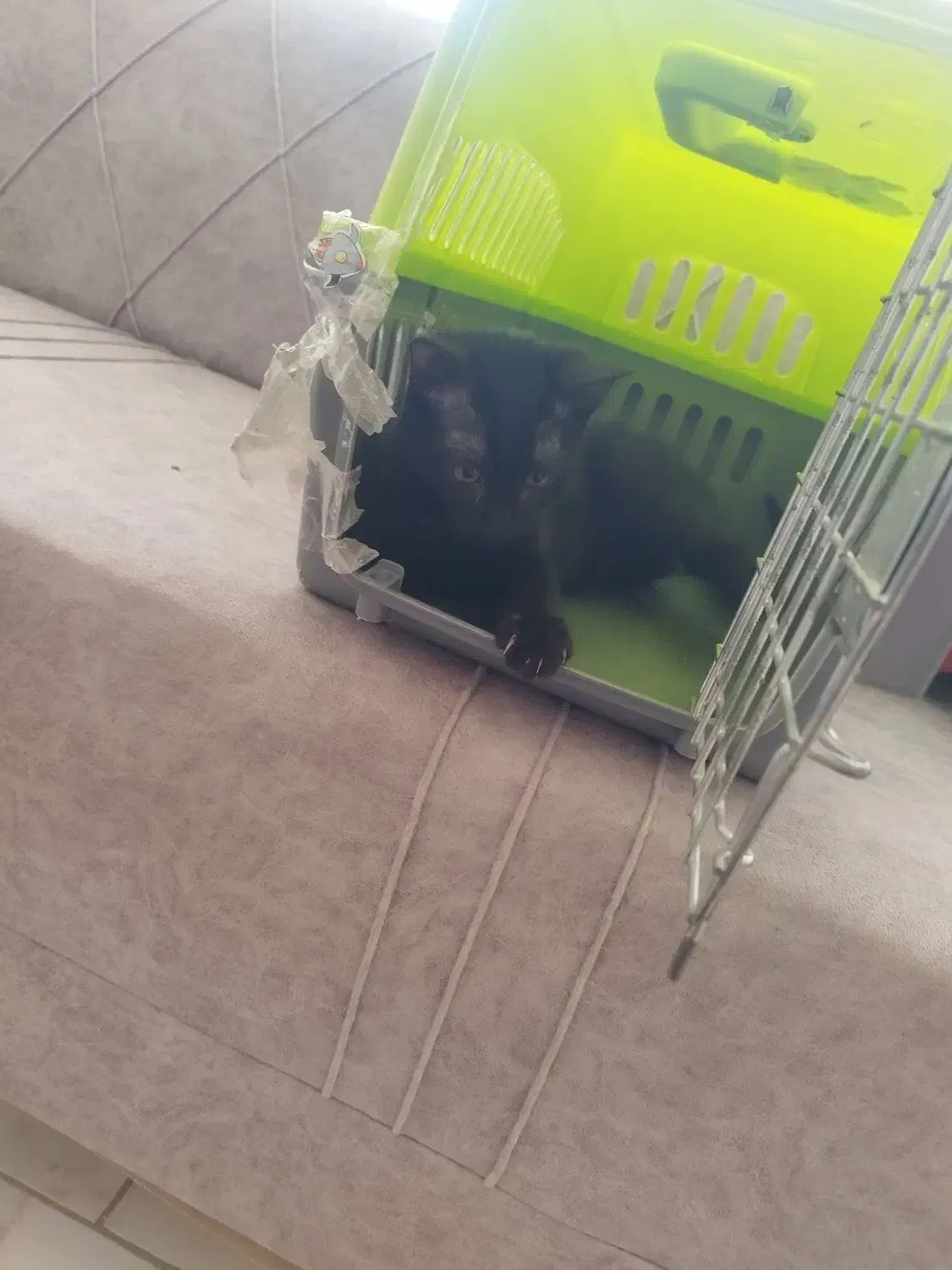 بچه گربه|گربه|تربت جام, مطهری|دیوار