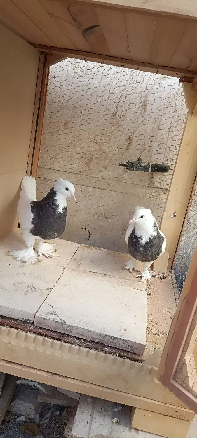 طوقی|پرنده|آران و بیدگل, |دیوار