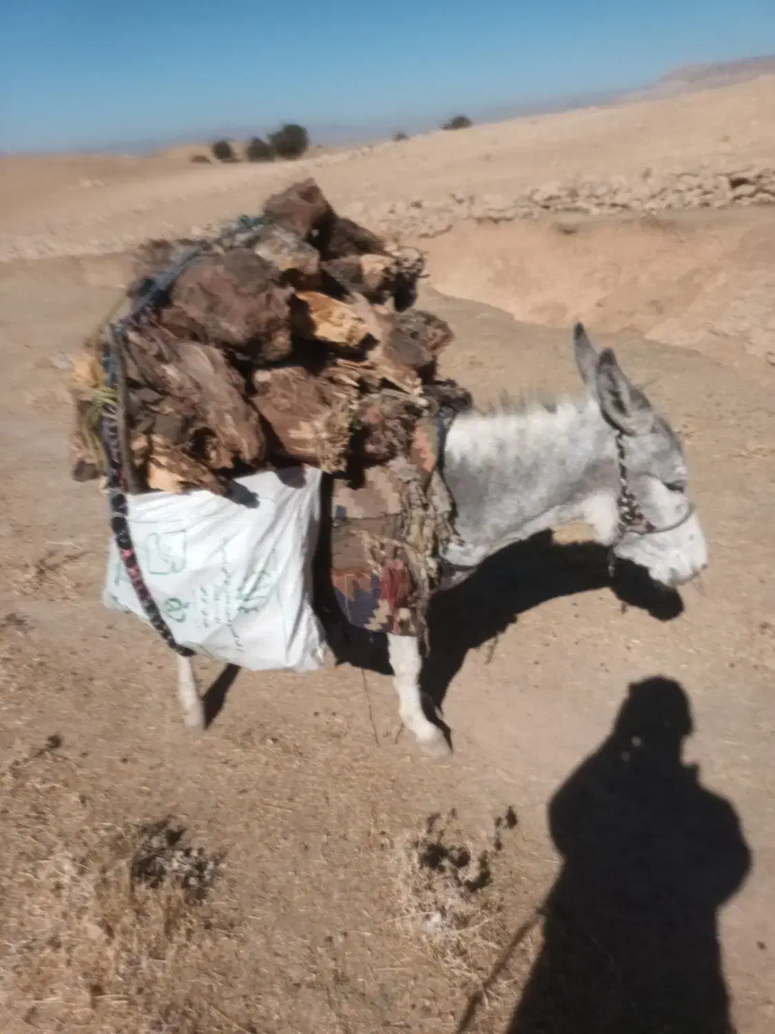 الاغ|حیوانات مزرعه|کوهدشت, |دیوار