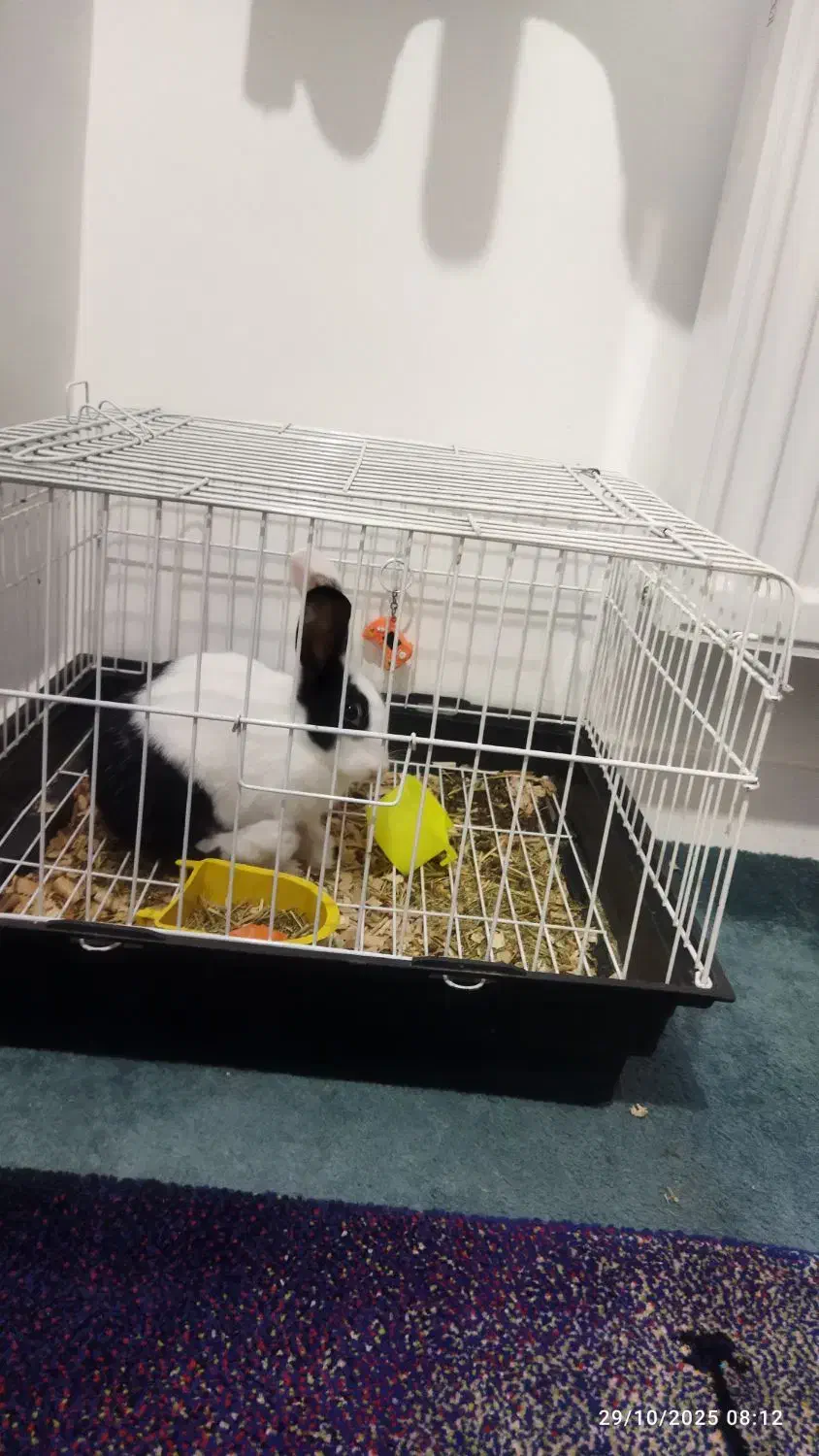 خرگوش|موش و خرگوش|گرگان, |دیوار