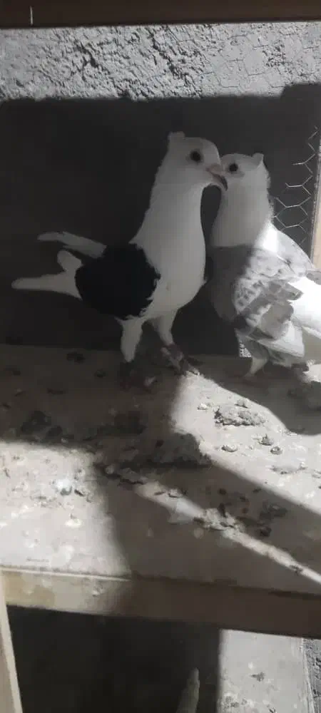 نروماده دوکت پلاکی|پرنده|شوشتر, |دیوار