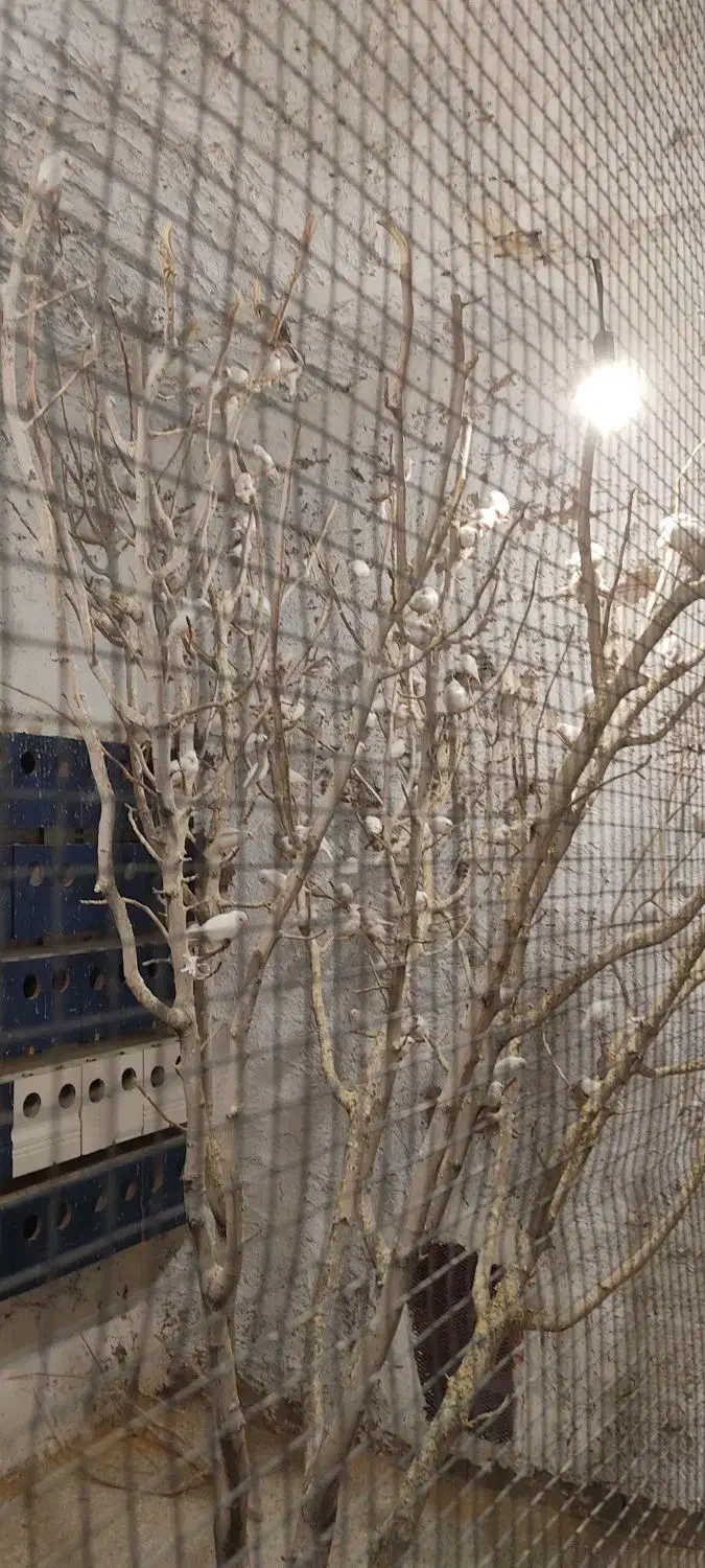 حراج فنچ مولد فروش عمده بالای 20عددفقط|پرنده|کرمان, |دیوار