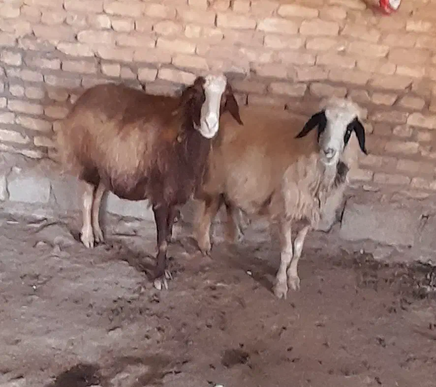 گوسفند داشتی|حیوانات مزرعه|کوهنانی, |دیوار