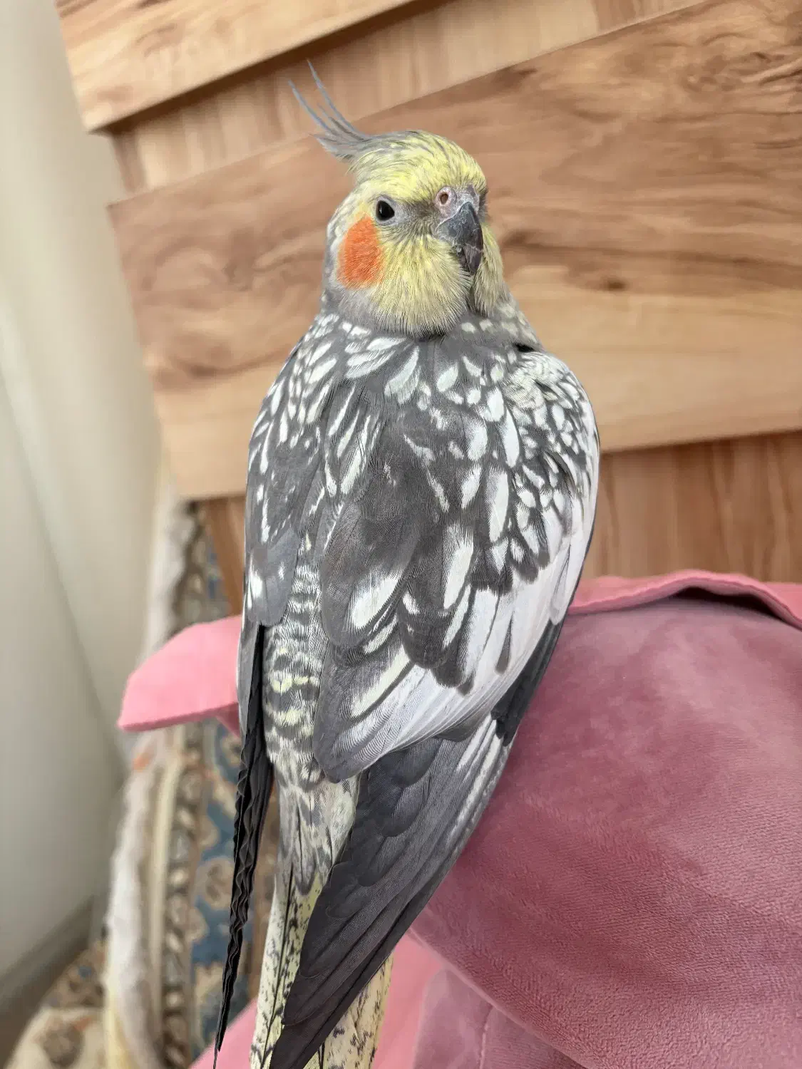 پرنده عروس هلندی گمشده ۱۰ میلیون مژدگانی|حیوانات|تهران, مجیدیه|دیوار