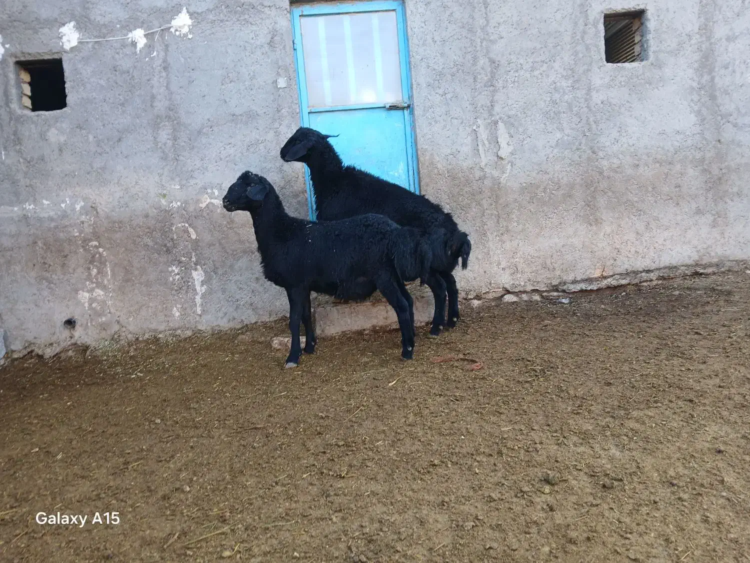 بره قوچ|حیوانات مزرعه|سجاس رود, |دیوار