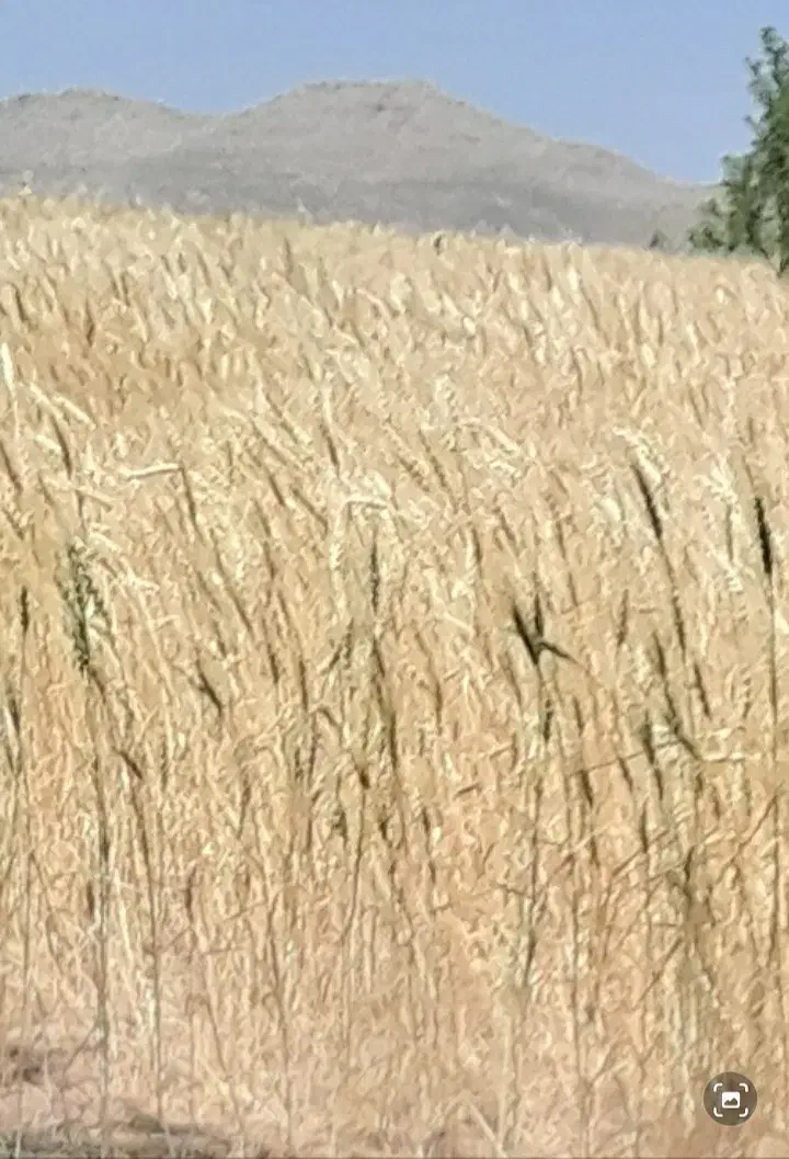 سامان|لوازم جانبی حیوانات|قیدار, |دیوار