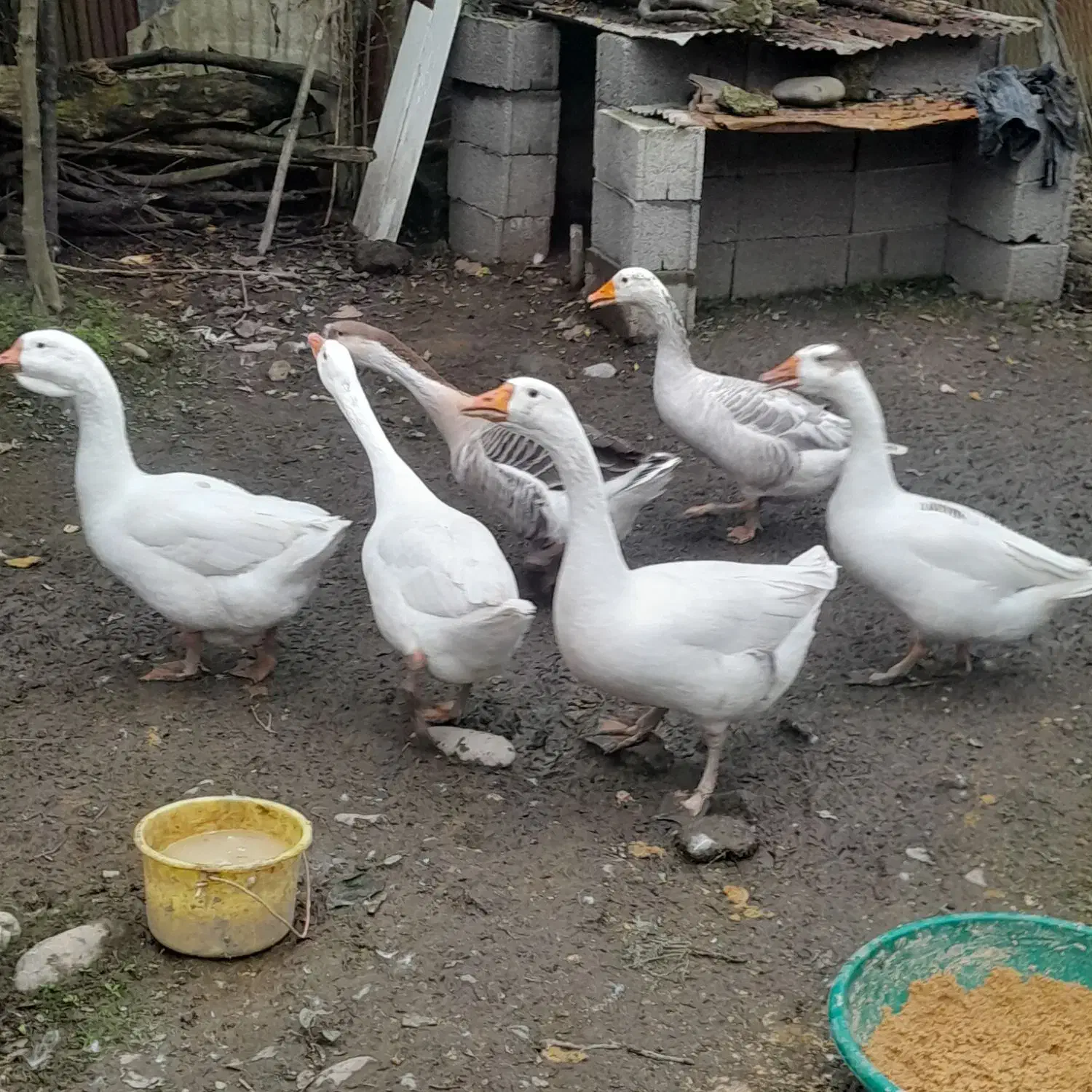 فروش غاز|حیوانات مزرعه|سیاهکل, |دیوار