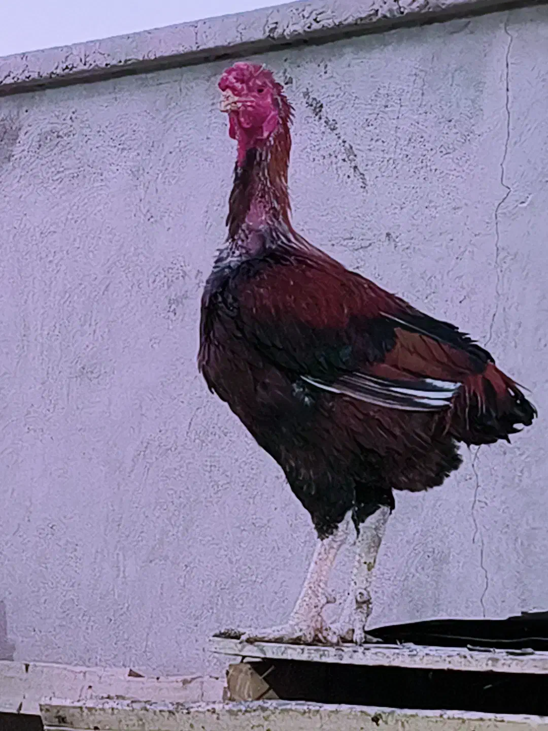 خروس لاری|حیوانات مزرعه|سراوان, |دیوار