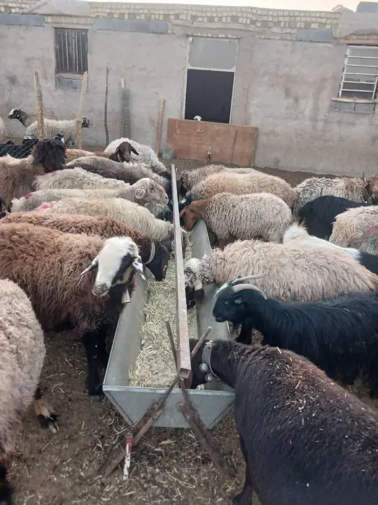 تولید انواع اخور گوسفند و گاو|لوازم جانبی حیوانات|دهاقان, |دیوار