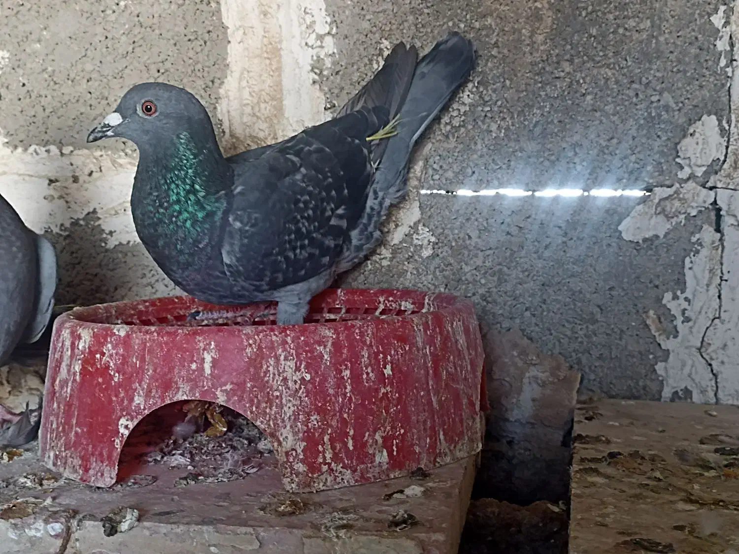 کبوتر پلاکی به شرط|پرنده|برازجان, |دیوار