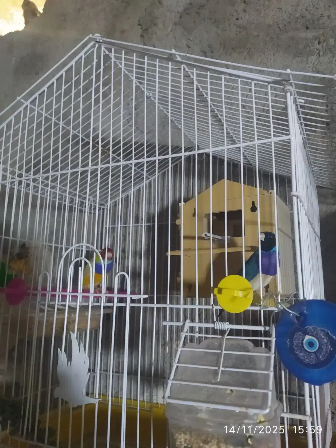 کبوتر فنچ|پرنده|زابل, |دیوار