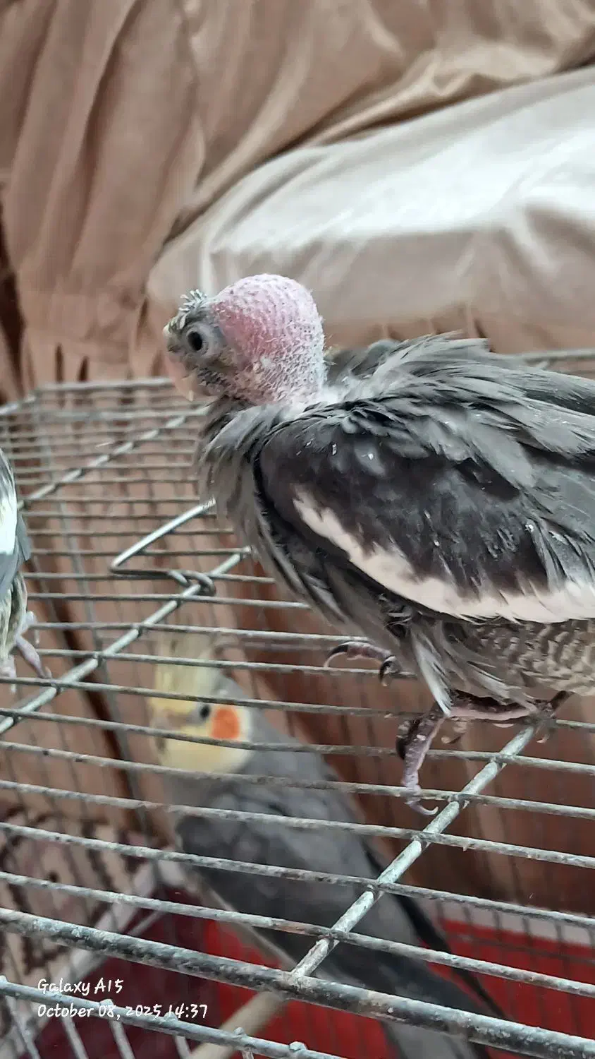 جوجه ۳۵ روزه سینامون|پرنده|سراب, |دیوار