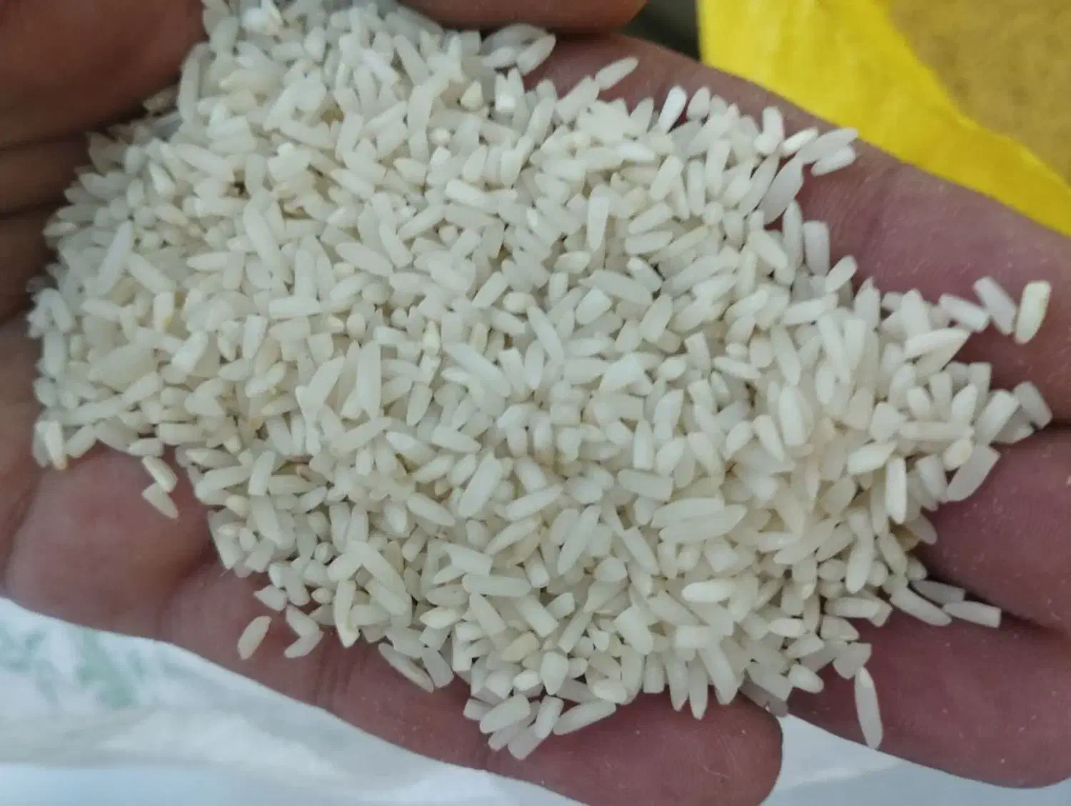 فروش سر لاشه طارم هاشمی|خوردنی و آشامیدنی|ساری, |دیوار