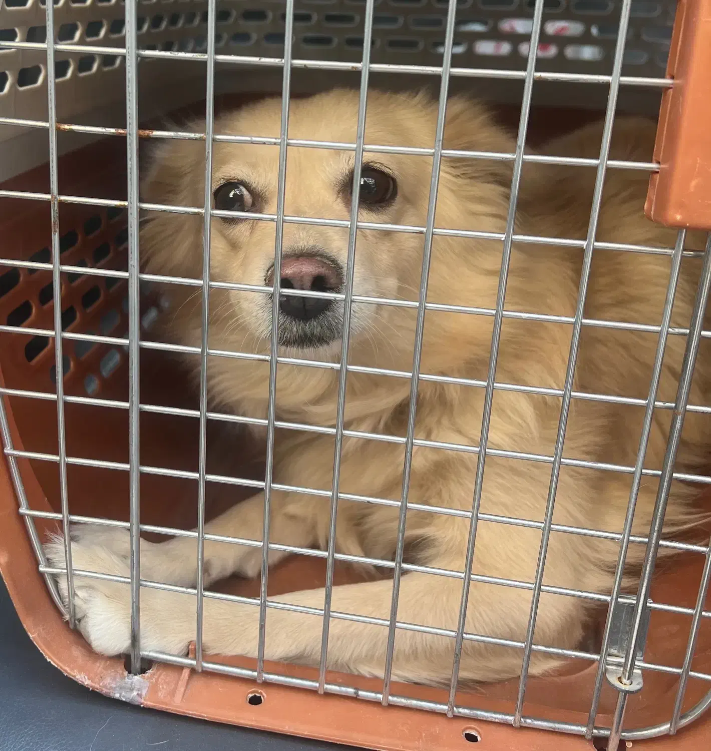 واگذاری سگ پامرانین اشپیتز|سگ|کرمان, |دیوار