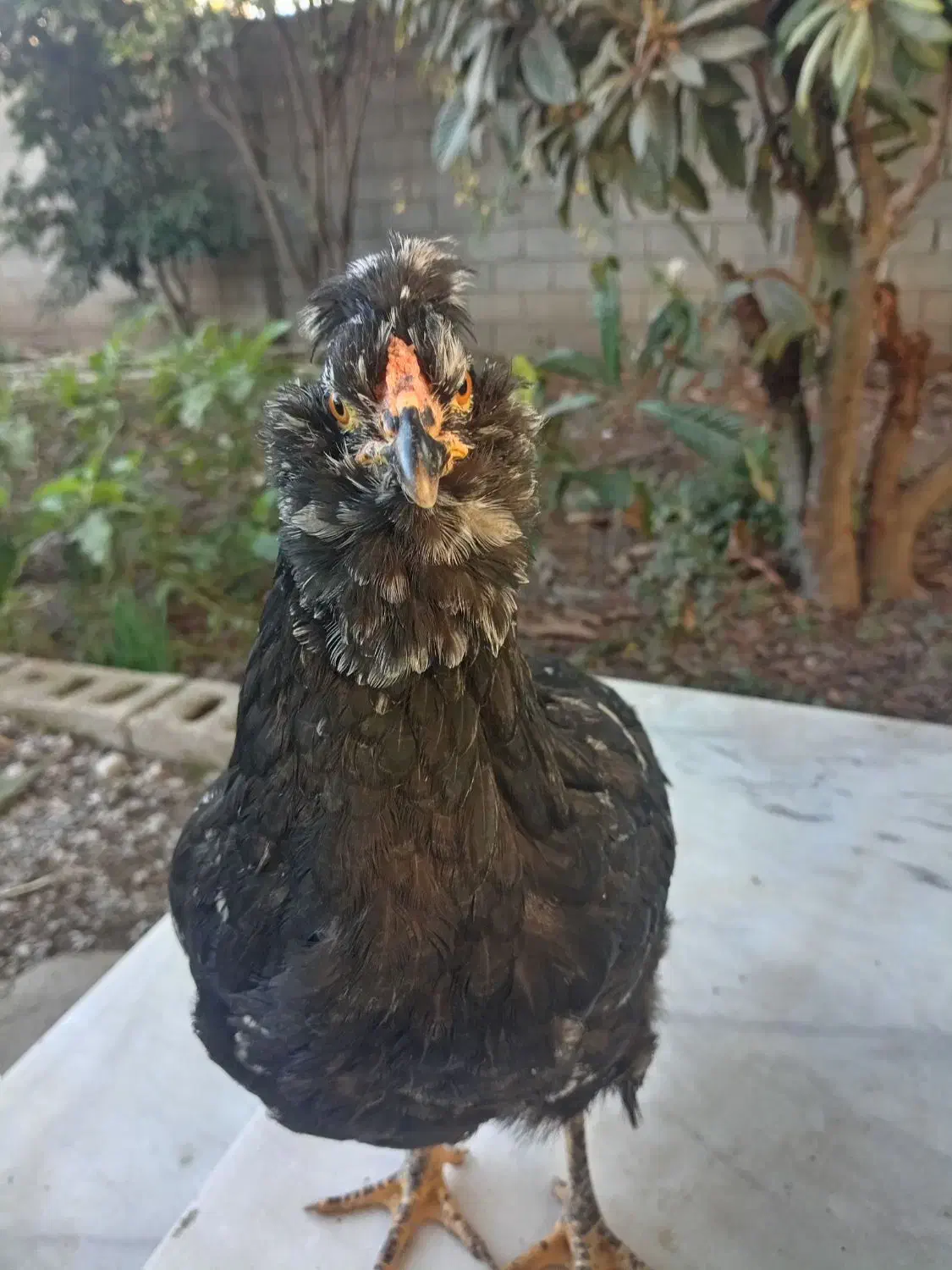 مرغ گلین|حیوانات مزرعه|خان ببین, |دیوار