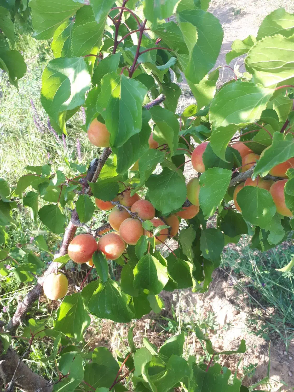 نهالستان سبز    صفوی|خدمات باغبانی و درختکاری|تسوج, |دیوار