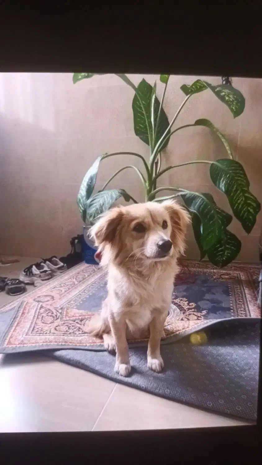 سگ پامر فوری|سگ|رشت, جهاد|دیوار