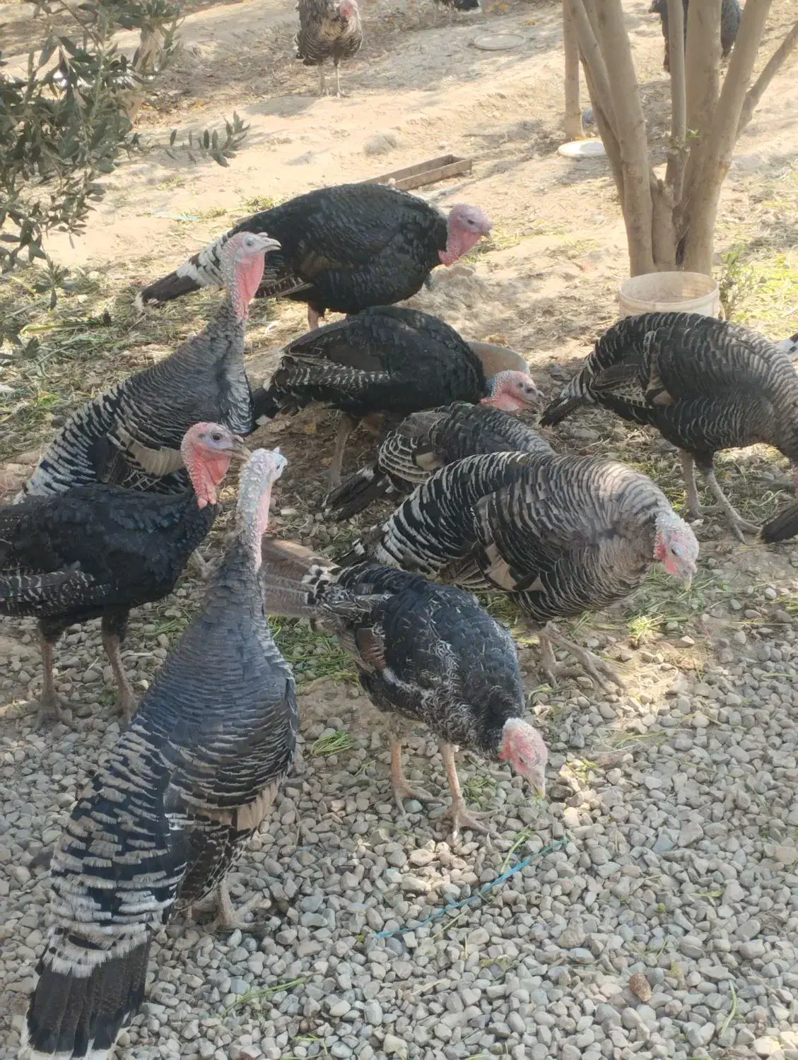 پرورش بوقلمون نژاد برنز انگلیسی ارگانیک نر و ماده|حیوانات مزرعه|تهران, مسعودیه|دیوار