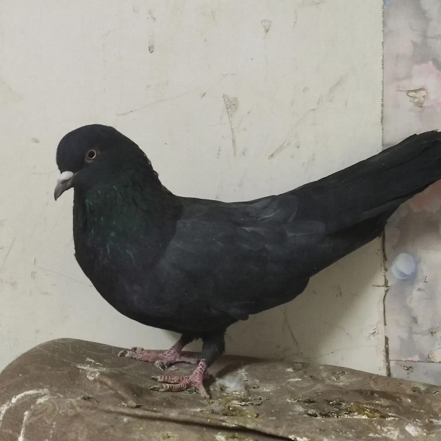 نر و ماده اصفهانی|پرنده|برخوار, |دیوار