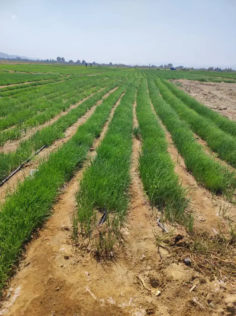 نهال پیاز تفتان سفید پاکتی|گل و گیاه طبیعی|اسفندقه, |دیوار