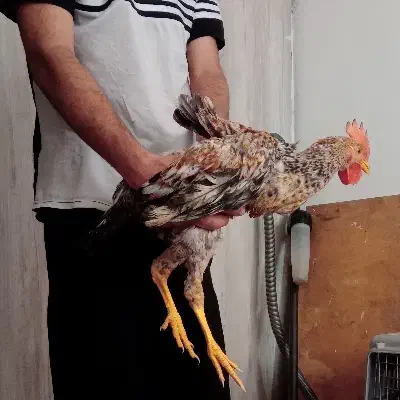 مرغ خروس|حیوانات مزرعه|هشتگرد, فاز ۷ مهستان|دیوار