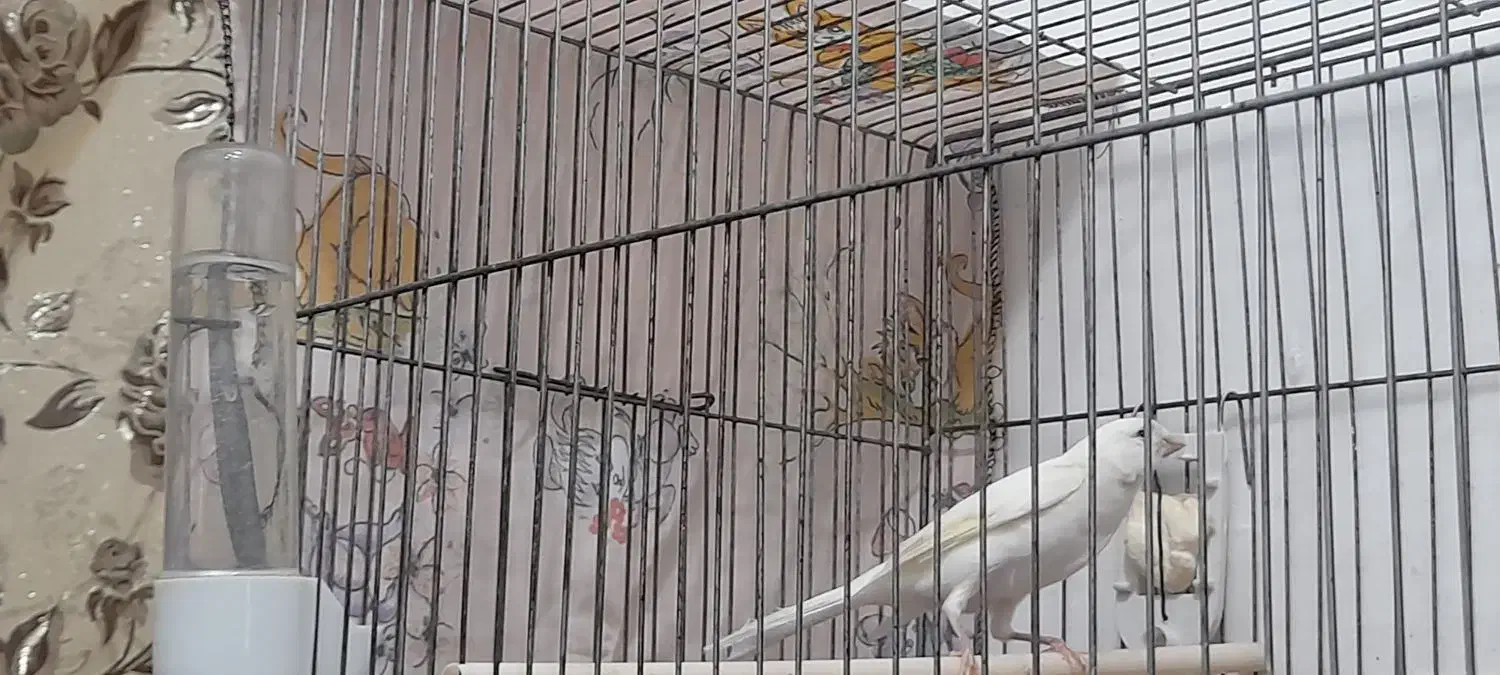 قناری جفت نر ماده اماده|پرنده|سیرجان, |دیوار