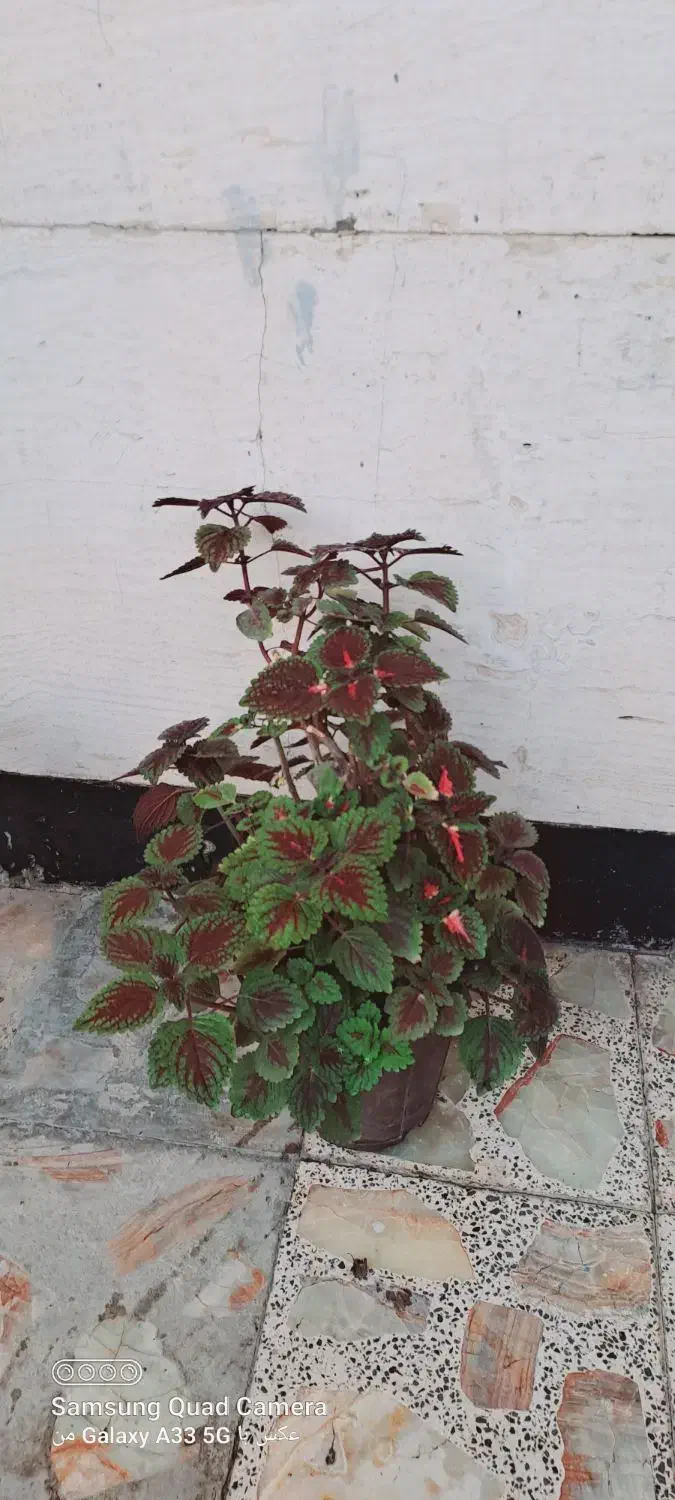 گل حسن یوسف و دیفن باخیا|گل و گیاه طبیعی|مرودشت, ژیان|دیوار