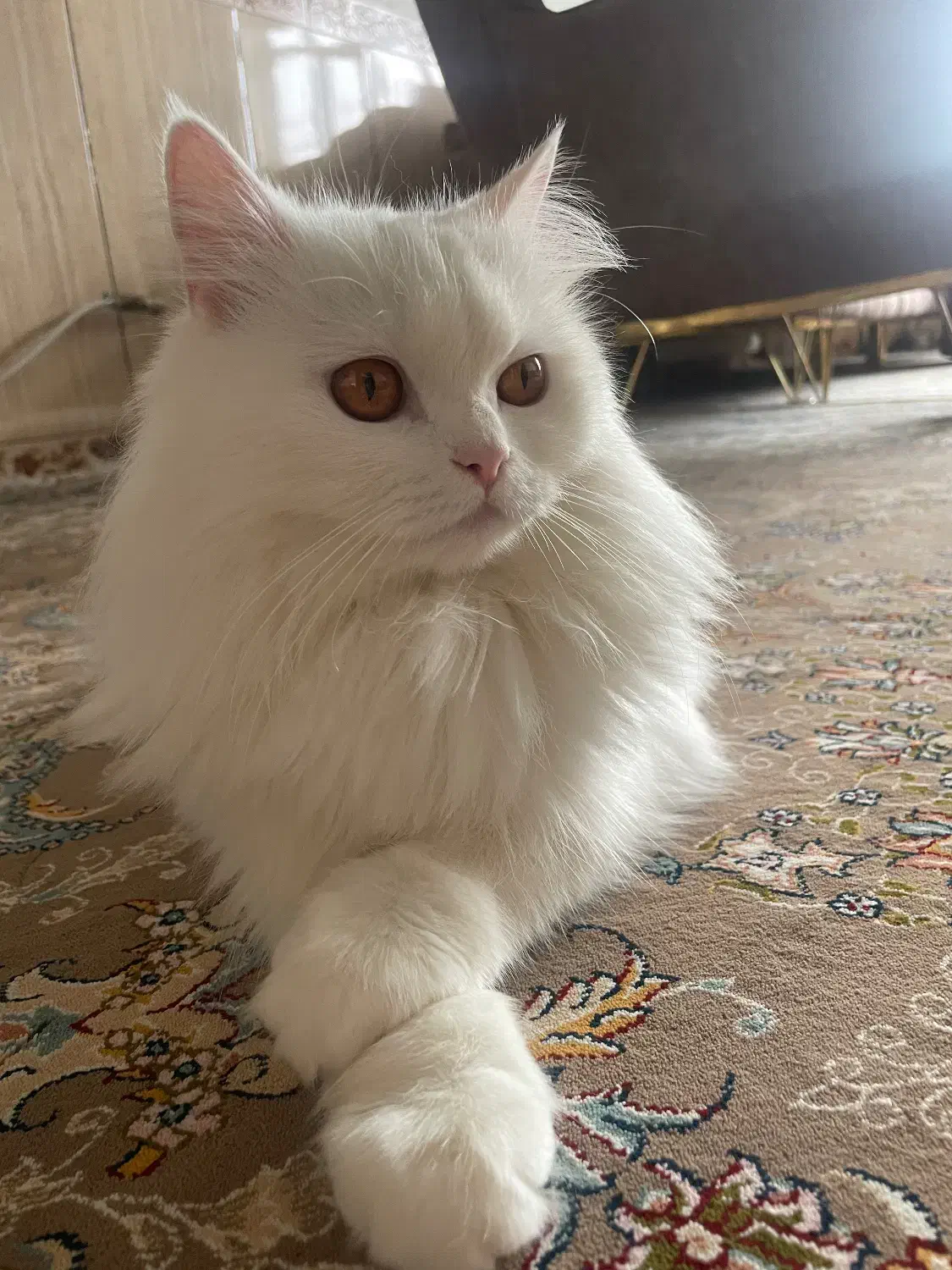 گربه|گربه|بانه, |دیوار