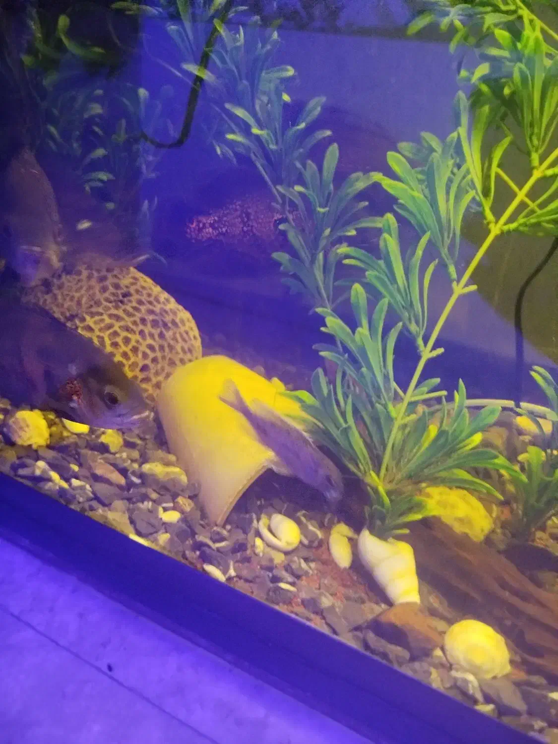 ماهی مانستر|ماهی|شیراز, سلطان آباد|دیوار