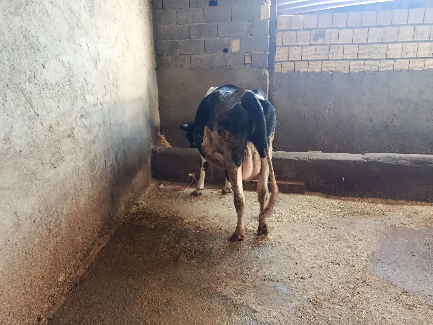 گاو زاییده|حیوانات مزرعه|گلپایگان, |دیوار