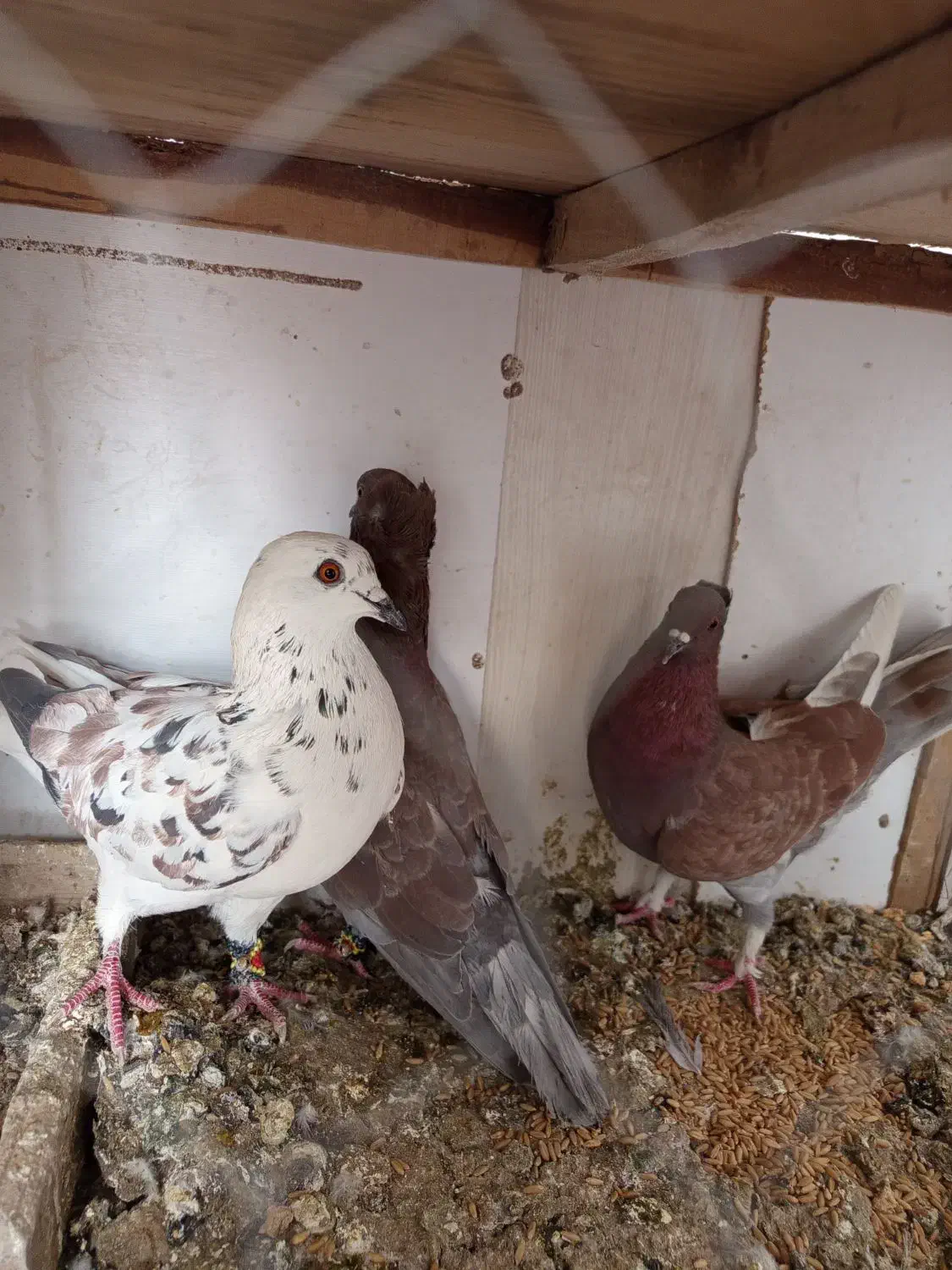 کفتر|پرنده|قم, نوبهار|دیوار