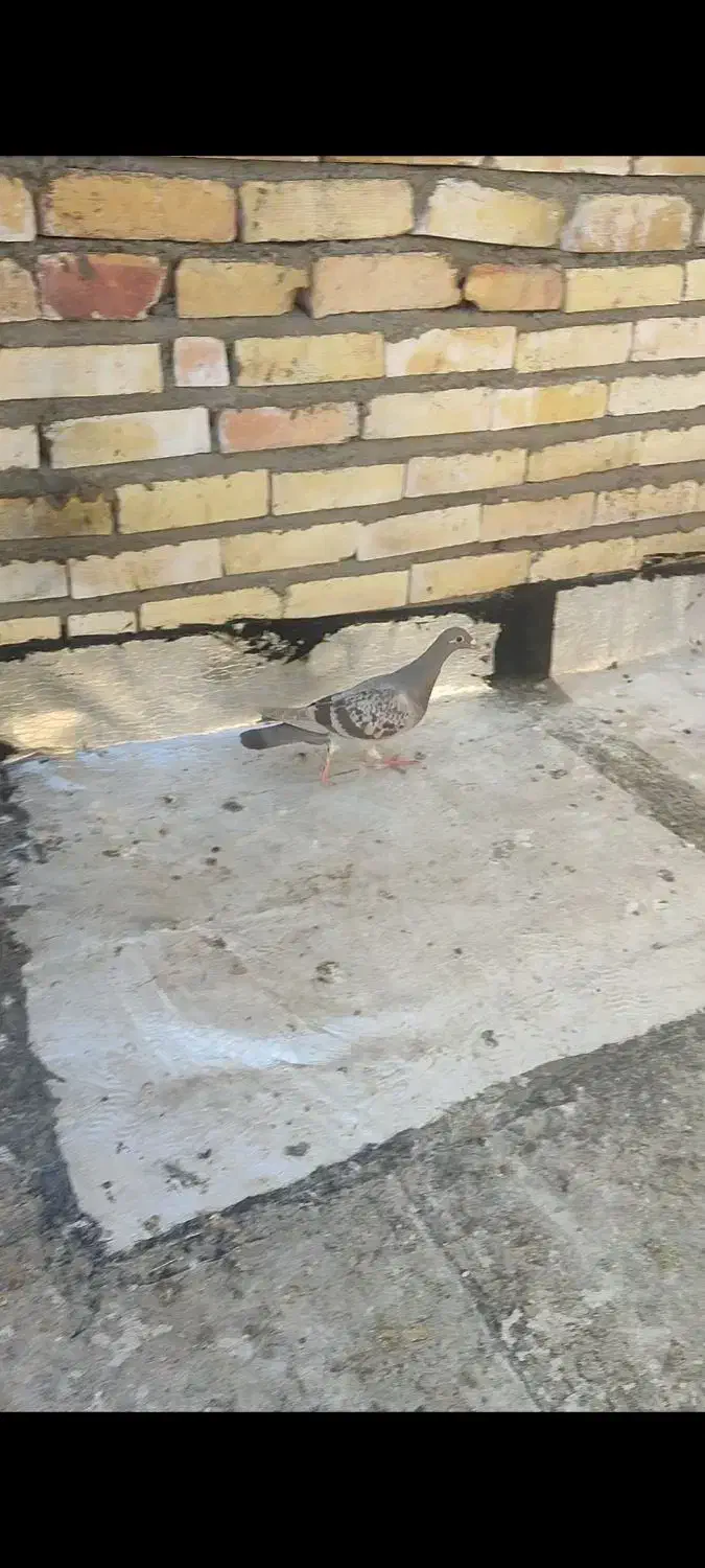 کفتر پرشی|پرنده|تربت جام, جامرود|دیوار