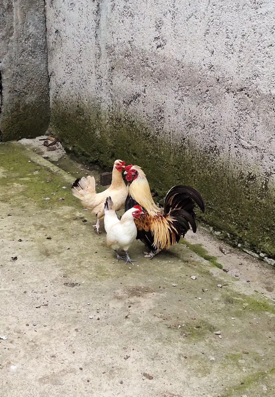 مرغ و خروس چینی|حیوانات مزرعه|رشت, لاکان شهر|دیوار