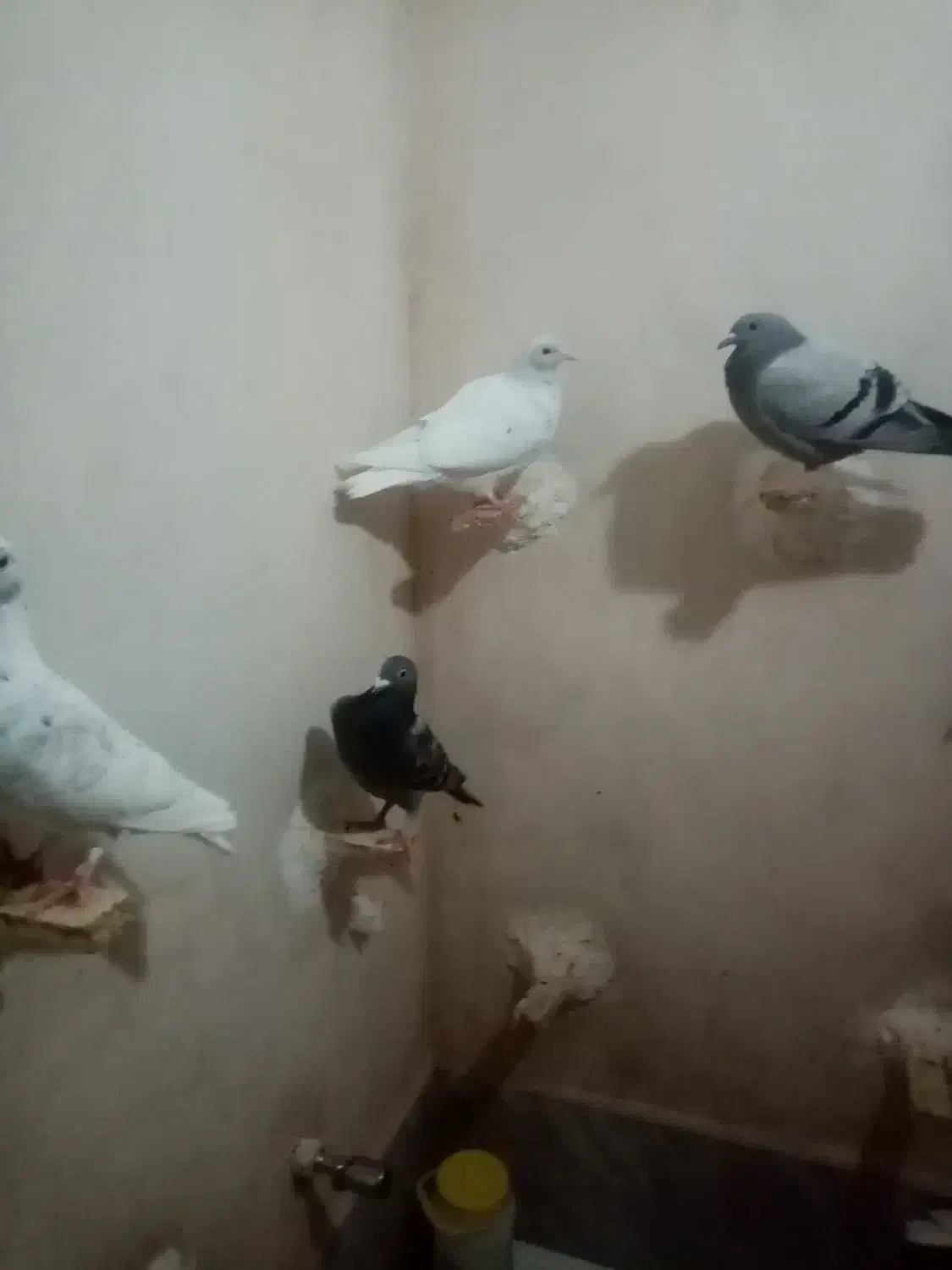 جوجه کبوتر|پرنده|بیرجند, |دیوار