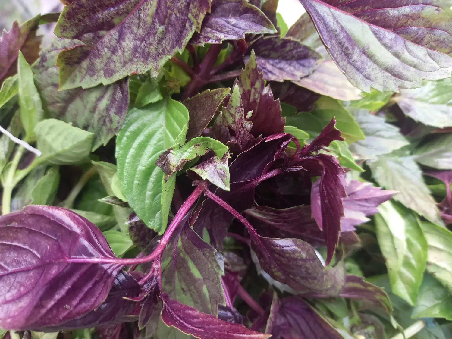 سبزی بسته بندی کوکویی کوفته ای پلویی خوردن|خوردنی و آشامیدنی|گرگان, |دیوار