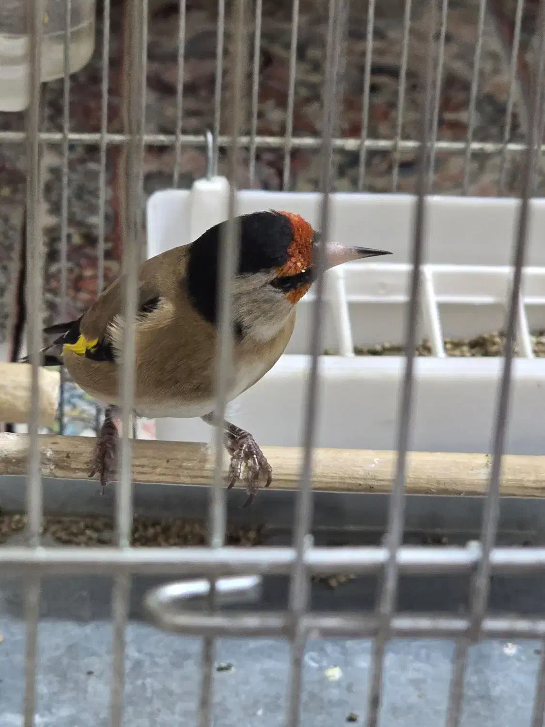 سهره نر سیاه سر|پرنده|تهران, طیب|دیوار