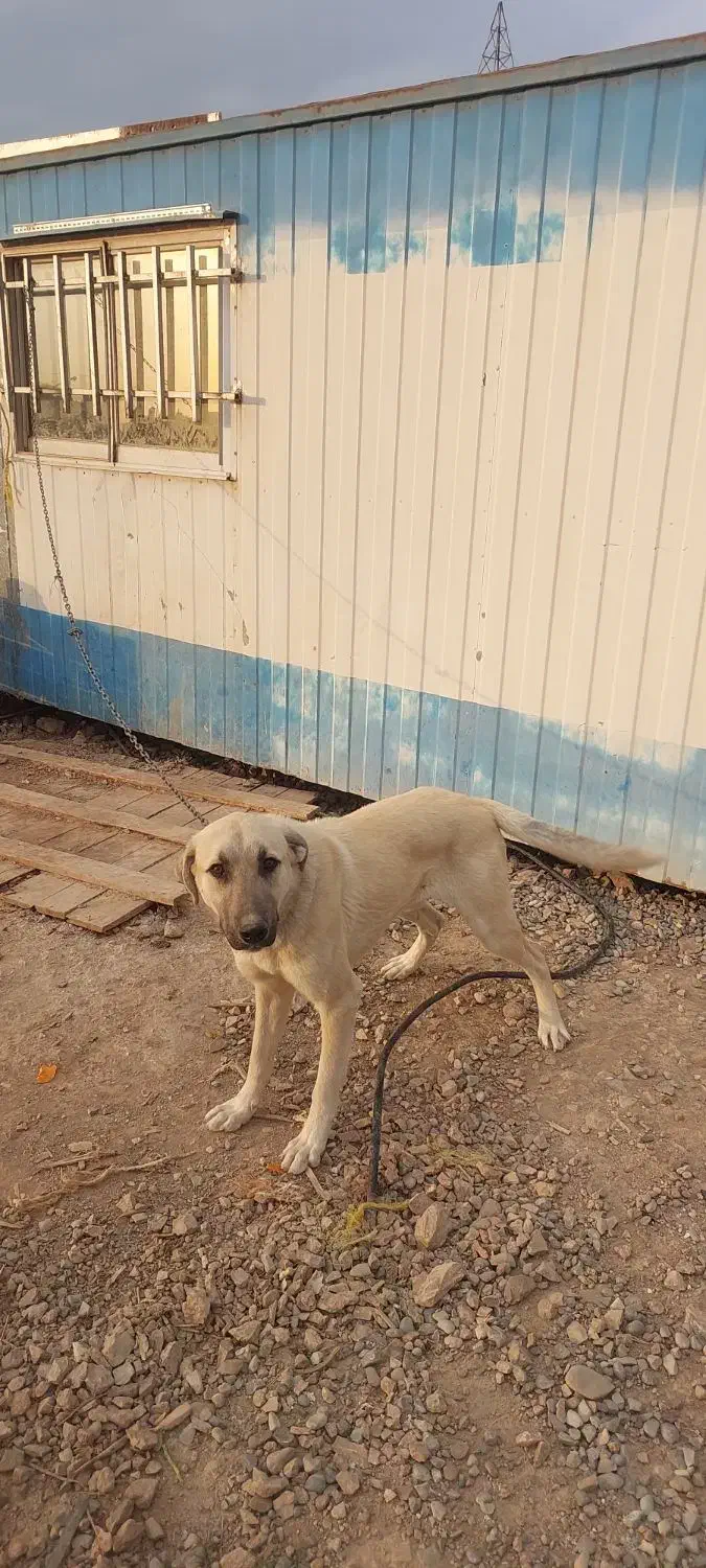 واگذاری سگ|سگ|تهران, مشیریه|دیوار