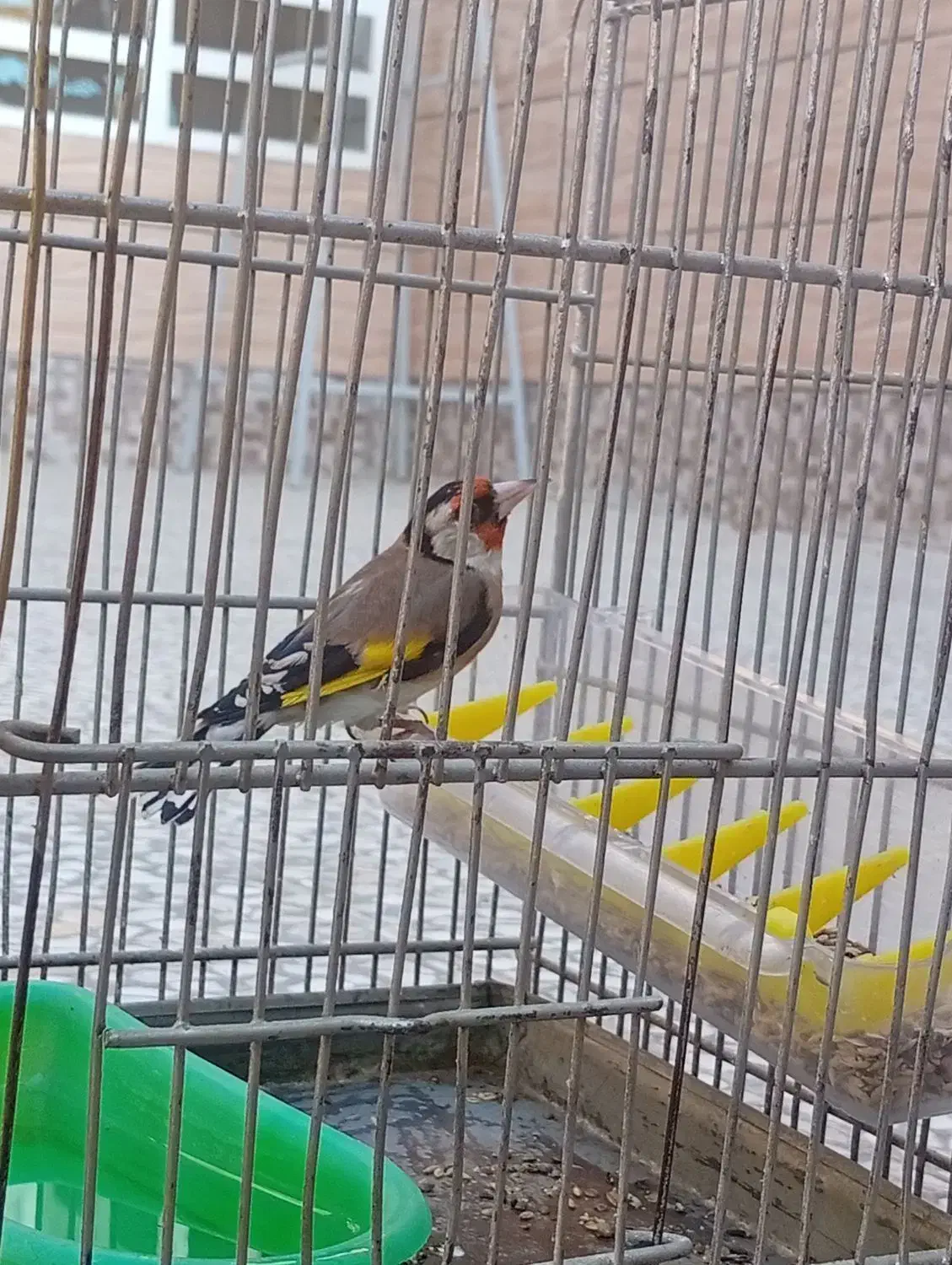 دو عدد سهره|پرنده|اقلید, |دیوار