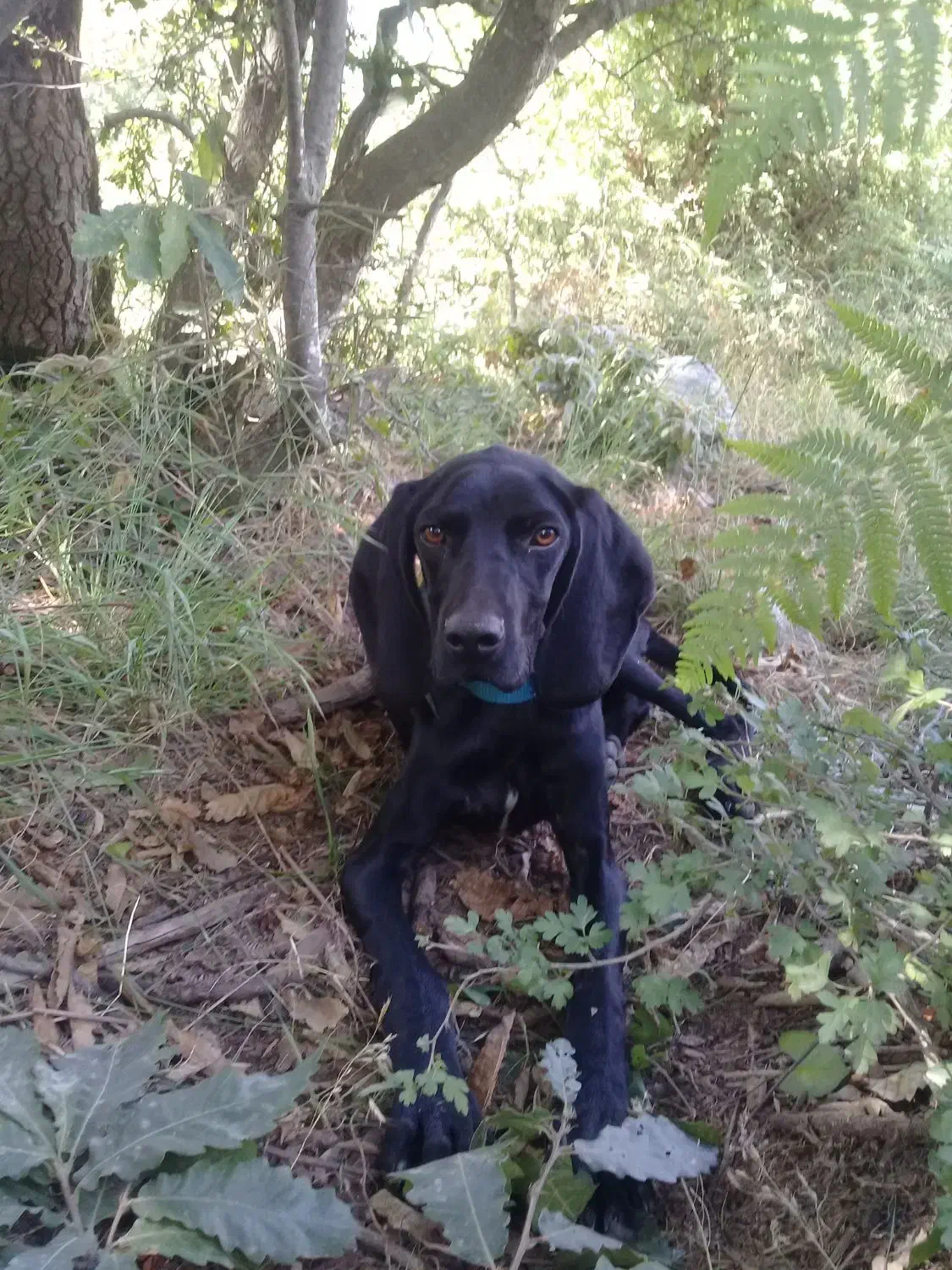 سگ دنبلانی|سگ|مینودشت, |دیوار